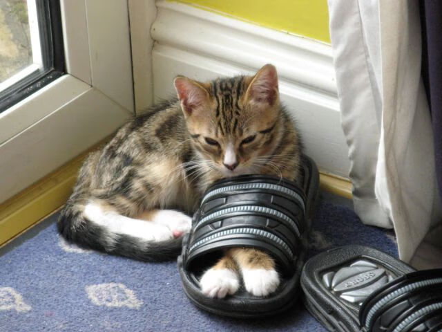 开云体育官网-铁幕下的艺术，美加墨世界杯焦点战中，国王如何用防守锁死雄鹿