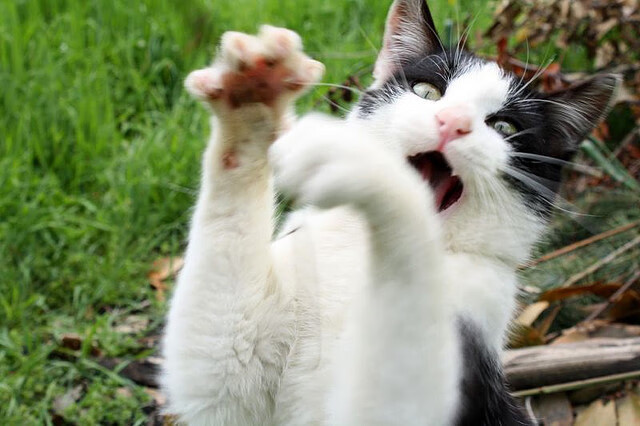 铁幕下的艺术,美加墨世界杯焦点战中,国王如何用防守锁死雄鹿