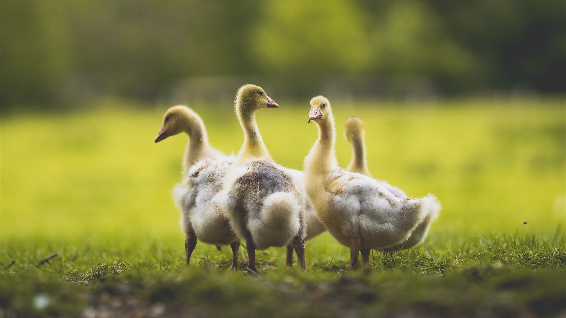 唯一，跨越大西洋的星光下，加维的生涯之夜