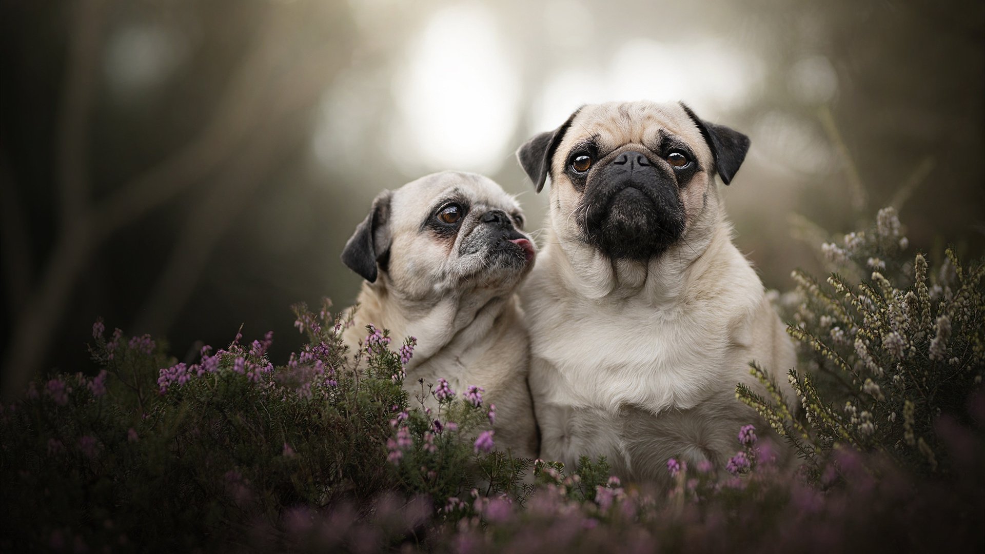 南美风暴撼动欧洲堡垒，秘鲁加时绝杀皇家社会背后的世界排名暗战