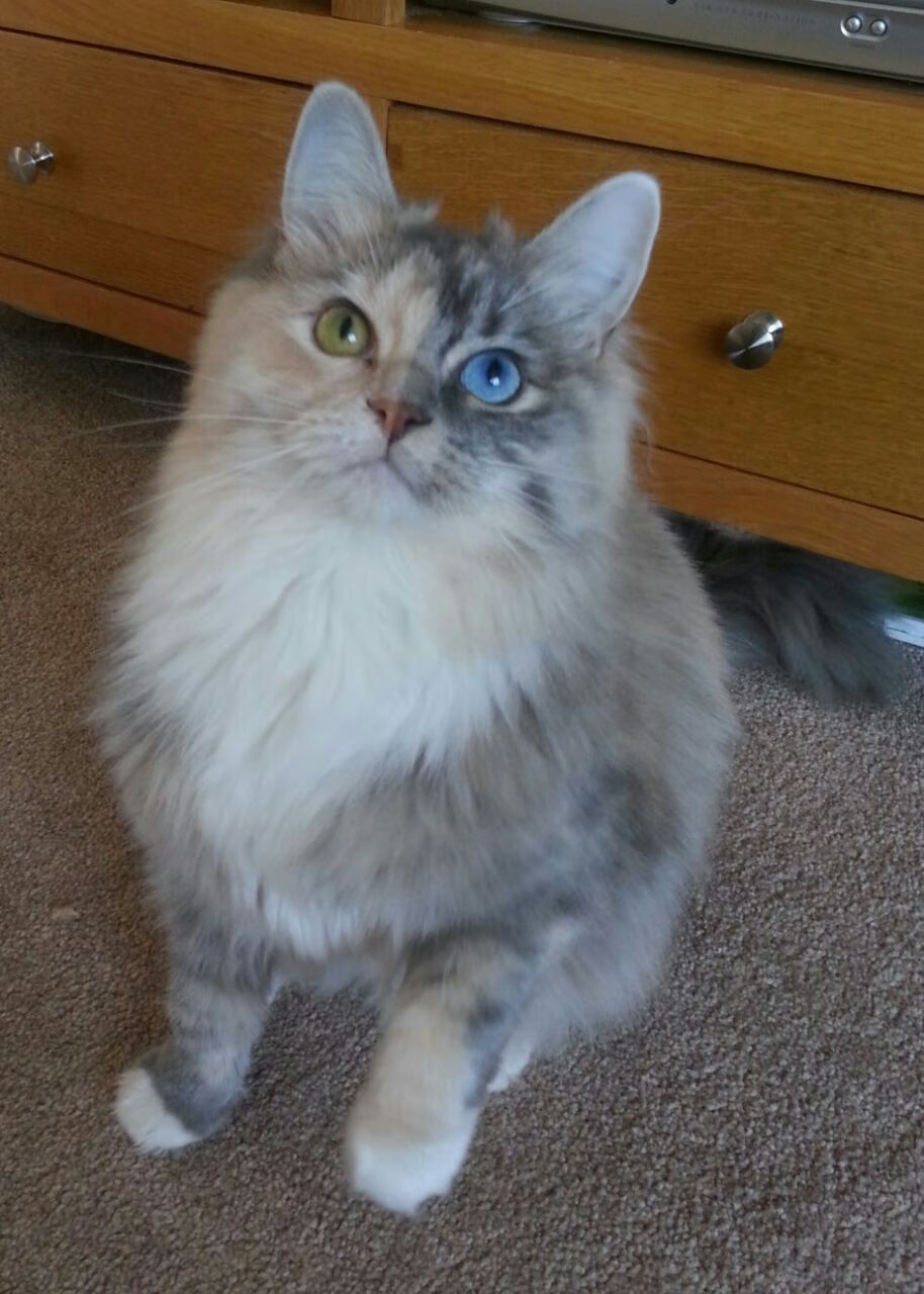 森林狼绝境突围！乔治关键一击定江山，猛龙饮恨败北