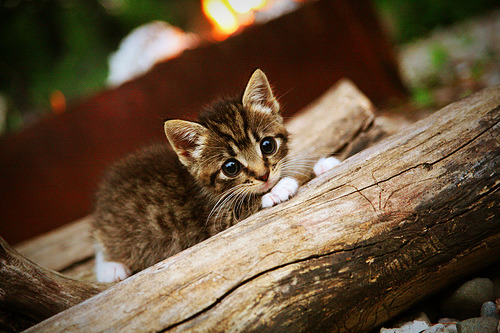 虚构的巅峰，湖人窒息式胜利与约基奇的真理时刻—当两种硬仗哲学在平行时空交锋