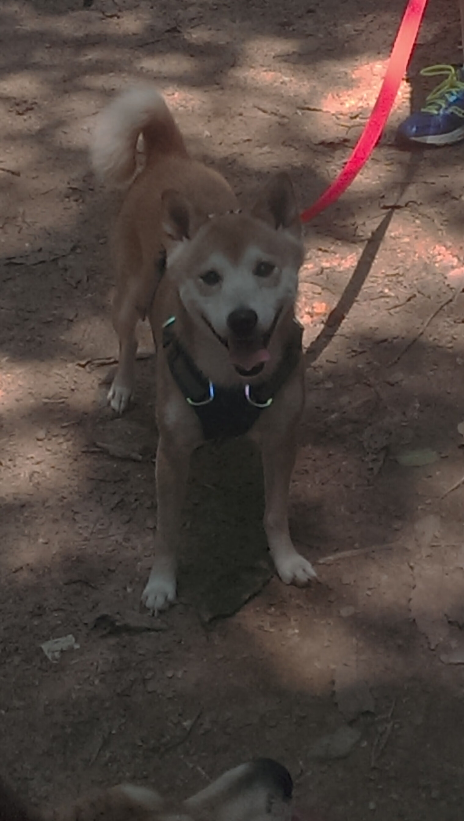 绿茵无疆界,当德甲争冠的尘埃落定,另一片战场上苏格兰的凯歌为谁而鸣?